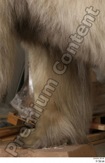 Polar bear leg 0028.jpg